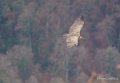 vautour-a74_01123