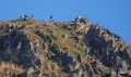 vautour-a74_01179