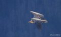vautour-a74_01429
