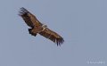 vautour-benou--a74_01285