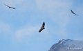vautour-benou--a74_01328