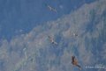 vautour-benou--a74_01334