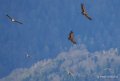 vautour-benou--a74_01335