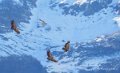 vautour-benou--a74_01337