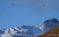 vautour-benou--a74_01340