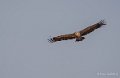 vautour-benou--a74_01344