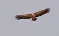 vautour-benou--a74_01348