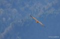 vautour-benou--a74_01359