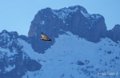 vautour-benou--a74_01367