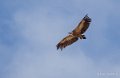 vautour-benou--a74_01375