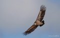 vautour-benou--a74_01397