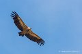 vautour-fauve_6258