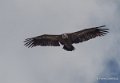 vautour-gh7_1209