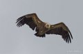 vautour-gh7_1214