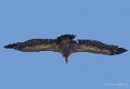 vautour-gh7_1216