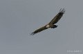 vautour-gh7_1220