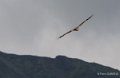vautour-gh7_1225