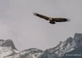 vautour-gh7_1226