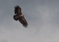 vautour-gh7_1227