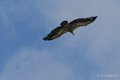 vautour-gh7_1232