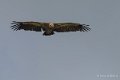 vautour-gh7_1236