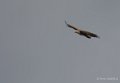 vautour-gh7_1242