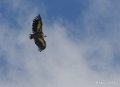 vautour-gh7_1249