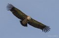 vautour-gh7_2006