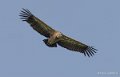 vautour-gh7_2017