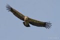 vautour-gh7_2021