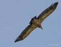 vautour-gh7_2023