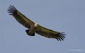 vautour-gh7_2029