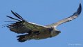 vautour-gh7_2092