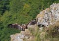 vautour-soulor-a73_0015