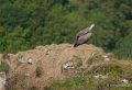 vautour-soulor-a73_0021