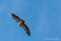 vautour_6400