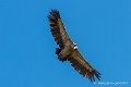 vautour_6409