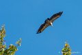 vautour_6418