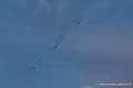 paf_8043