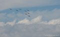 paf_8050