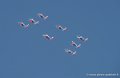 paf_8086