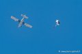 pilatus-g92_7678