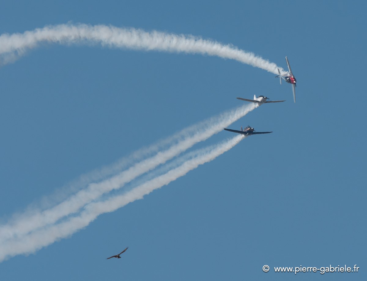 swift-g92_7961.jpg