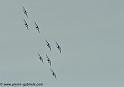 paf_3739