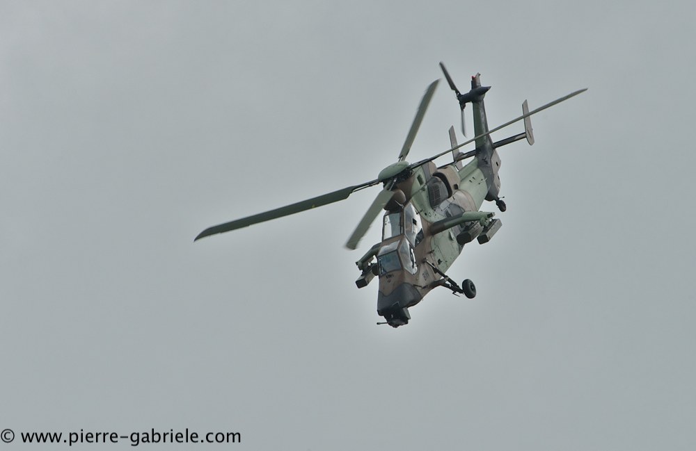 tigre_4156.jpg