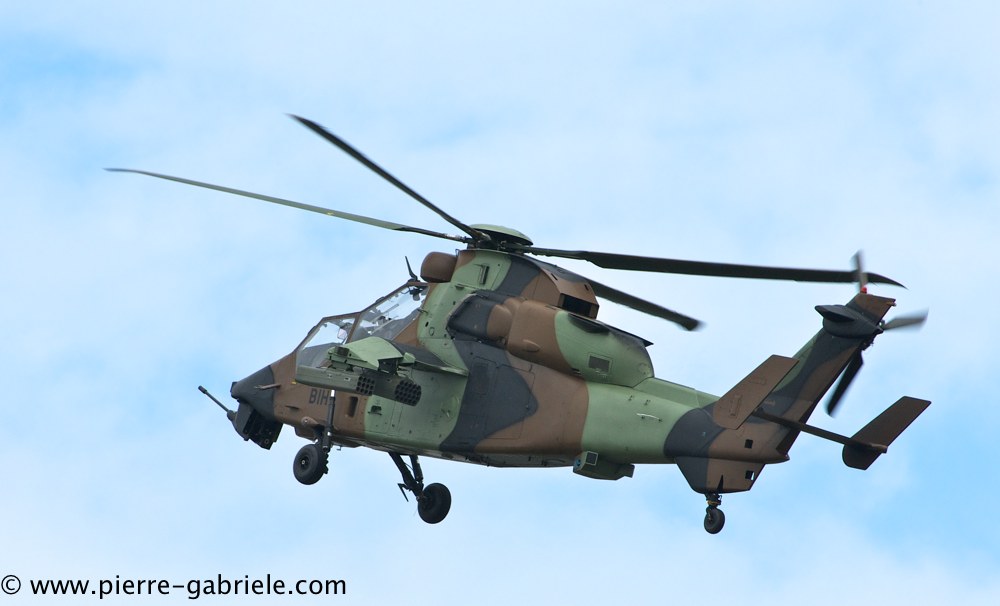 tigre_4165.jpg