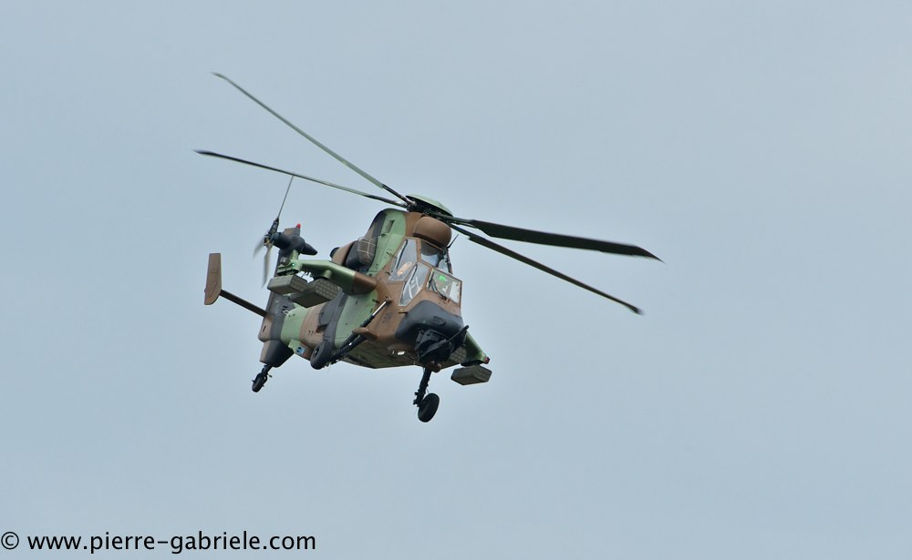 tigre_4169.jpg