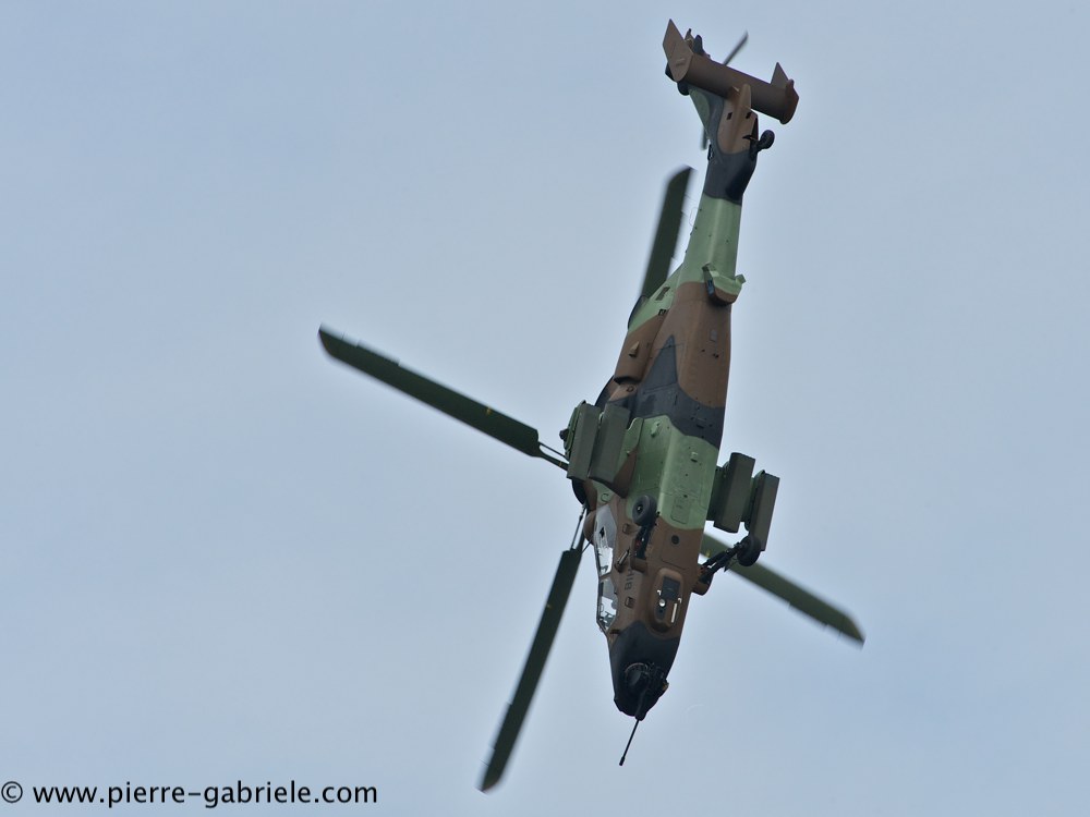 tigre_4173.jpg