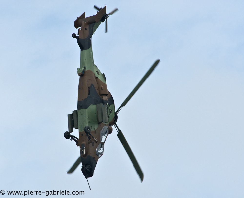 tigre_4174.jpg