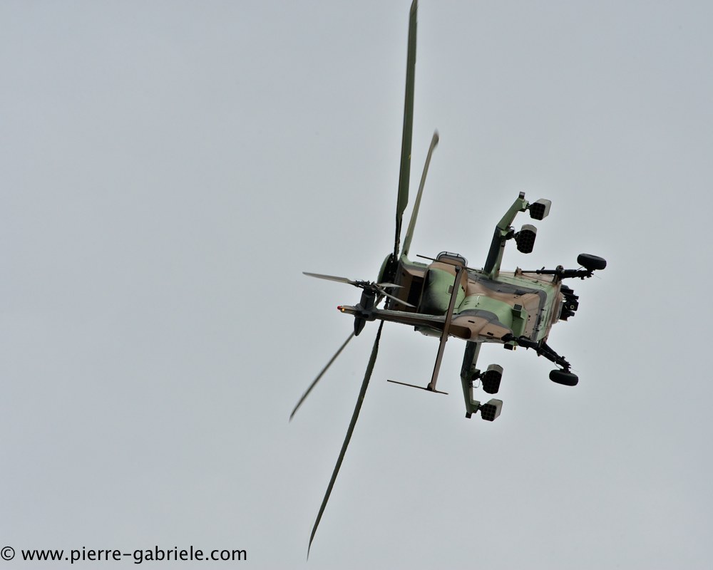 tigre_4429.jpg
